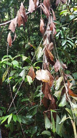 The sungai udang recreational forest (malay: Sungai Udang Recreational Forest (Alor Gajah) - 2020 All ...