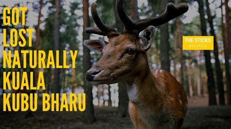 Kuala kubu bharu (also spelled kuala kubu baru, kuala kubu bahru, kuala kubu baharu etc), affectionately known as kkb by the locals, is a town in the north of selangor, malaysia. Living in Malaysian Forest - The Sticks Kuala Kubu Bharu ...