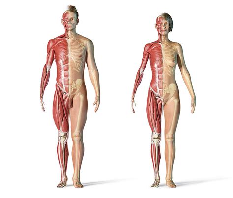 Male anatomy ― front view (unlabelled). Front View Of Male And Female Muscle Photograph by ...