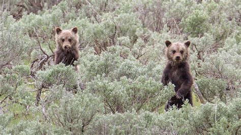 Our prices start at $8 a day and drop to only $4 after the second day. Video: Bear Spray Demonstration and Safety Tips ...