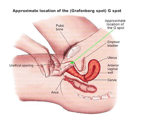 Internal parts of the clitoris. Does The 'G-spot' Really Exist? | Awaken