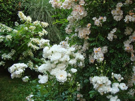 I fiori bianchi amano generalmente gli ambienti freschi e le zone in ombra. Immagini Di Fiori Bianchi