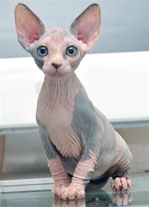 We did not find results for: Sphynx katze, Katzen, Katzen rassen