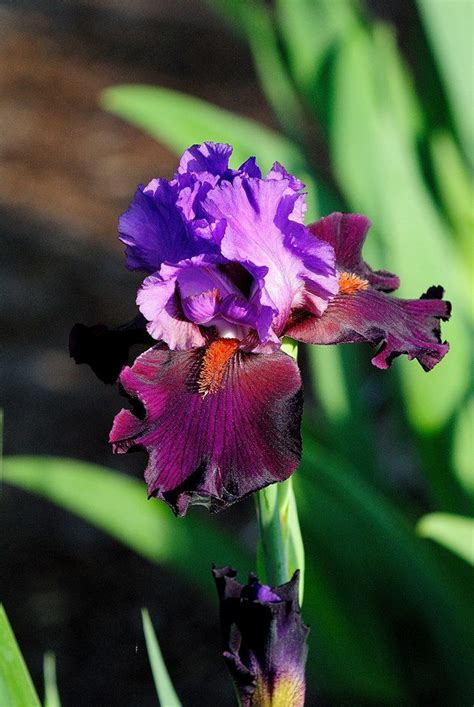 See more ideas about romantic flowers, flowers, romantic. Romantic Evenings Bearded Iris | Iris flowers, Iris garden ...