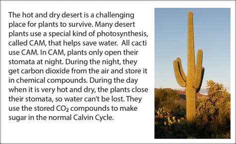 My guess is that the radiant heat that however, just because you don't live in southern arizona does not mean you can't grow a saguaro. Biology Reading Flashcards - Photosynthesis | Ask A Biologist