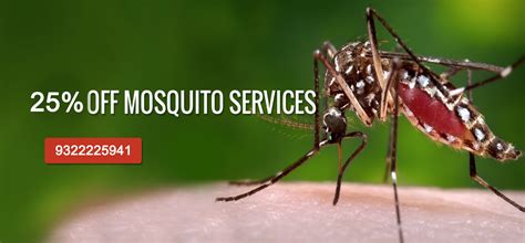 Highly trained and certified technicians all provide their services. M&M Pest Control Services | Herbal|Pest Control Service in ...