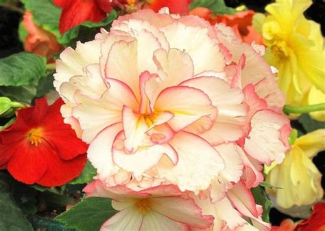 Maybe you would like to learn more about one of these? 4 Colorful, Gorgeous Flower Bulbs to Plant Now for Summer ...