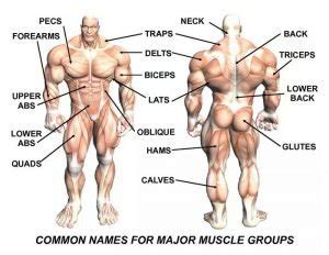 Responsible for moving the hips (without them we couldn't walk). Best Muscle Groups to Workout Together - The Ultimate ...