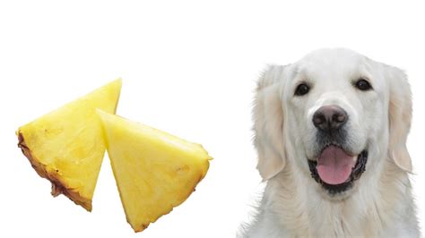 Some dogs do eat their own poo. Can Dogs Eat Pineapples - A Complete Guide - Barking Royalty