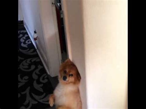 You will have to forfeit if the reason your landlord did not allow dogs was because their policy did not cover them, and your dog bites another tenant, that tenant could sue. Amazing dog standing hiding from owner - YouTube