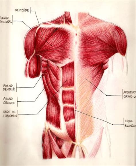 There are two parallel muscles, separated by a midline band of connective tissue called the linea alba. 17 Best images about Life Drawing on Pinterest | Ribs ...