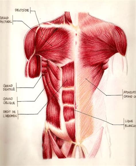 Plates from the book 1852 vintage muscular system anatomy antique color litograph, antique view of back muscle. 17 Best images about Life Drawing on Pinterest | Ribs ...