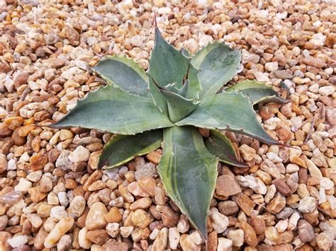 When you do repot, refresh the spent soil with a new potting mix and make sure the plant is firml. Variegated Agave Ovatifolia Whales Tongue | Agave, Agaves ...