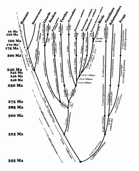 The word evolution first appeared in the english language in 1647 in a nonbiological connection, and it became widely used in english for all sorts of progressions from simpler beginnings. Evogeneao: The Tree of Life