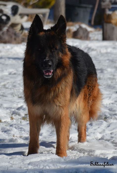 Sire quero vom patersweg german showline import mahogany red/black longcoat sv. Long Coat German Shepherd, Hudson | German shepherd puppies