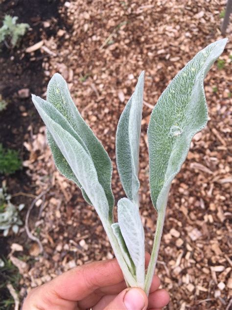 Lamb's ears are commonly grown as ornamentals for their attractive fuzzy leaves, which are reminiscent of. Little lambs ear bundle | Succulents, Lambs ear, Plants