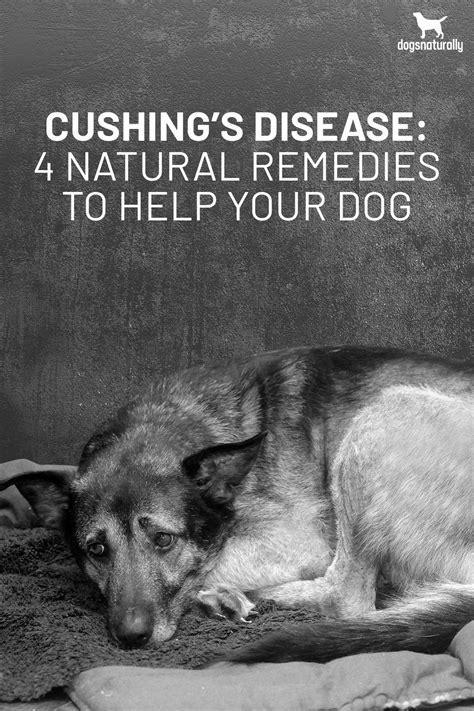 Holistic and natural treatment for cushings disease in dogs. Cushing's Disease: 4 Natural Remedies To Help Your Dog in ...