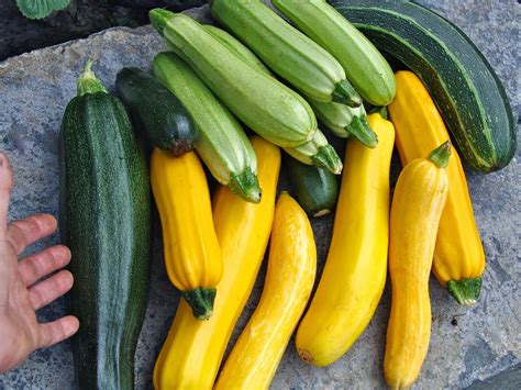 If left to its own accord, your average zucchini would grow to be as big as a baseball bat. SITKAVORES: ZUCCHINI