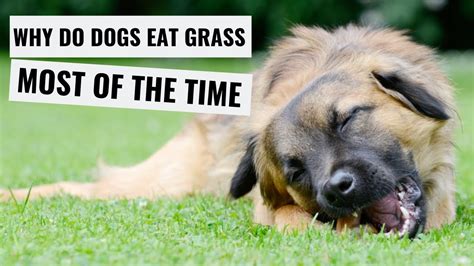 There is nothing to worry about if you notice your dog eating grass and not throwing up however, most dogs who eat grass seem fine before eating it, so vets tend to believe that grass causes vomiting more often than not. Why Do Dogs Eat Grass - YouTube