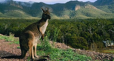 Lies mehr zu melbourne in wikipedia. Australien: Tier-Erlebnisse rund um Melbourne - fliegen-sparen