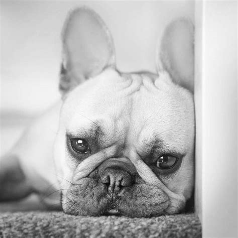 French bulldogs shed moderately which makes them less demanding in regards to grooming. Are you one of the pug lovers or french bulldog lovers ...