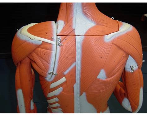 This muscle originates at some of the spinous processes in your thoracic vertebrae (the thoracic vertebrae are the ones where your ribs connect) in addition, when the left or right shorten individually, they assist other muscles in rotation of your head. Torso Muscles (Dorsal View)