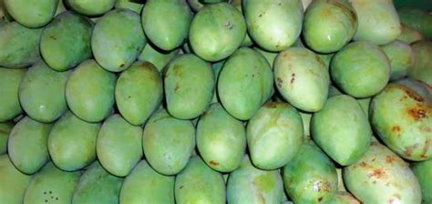 Check spelling or type a new query. Korean Makes Millions on Carabao Mango - Agriculture Monthly