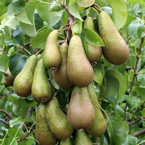 What are the types of asian pears? Pyrus Conference - Conference Pear Tree | Pear, Pear trees ...