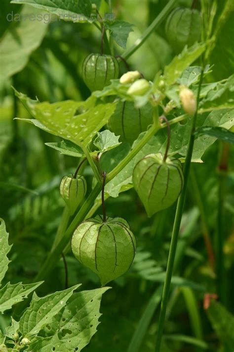 The virginia ground cherry's (p. PlantFiles Pictures: Virginia Groundcherry, Ground Cherry ...