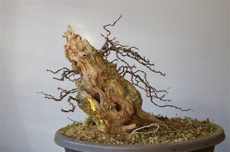 The sunday workshops are all with ian young aka bonsai eejit, and the meetings are on a wednesday evenings and all members are encouraged to bring a tree for discussion and work. ﻿Dublin trip to the Leinster Bonsai Club workshop with ...