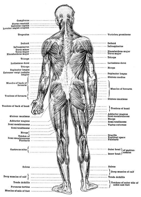 Anatomy pictures muscles and bones pdf downloads. Human Anatomy Muscles - Muscles of the Body - Back View ...