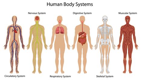 Human body systems 434249 Vector Art at Vecteezy