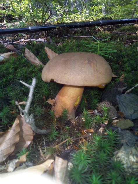 Jako jedne z pierwszych, od początku kwietnia i w maju wyrastają chronione w polsce morchella jak np. Sezon na grzyby rozpoczęty już w maju FOTO - mamNewsa.pl