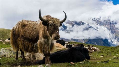 Name of the state animal of sikkim is red panda. At least 300 yaks have starved to death in the Mukuthang valley in Sikkim after getting trapped ...