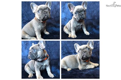 French bulldog female, 1 year, 2 weeks san antonio, texas. Orange : French Bulldog puppy for sale near San Antonio ...