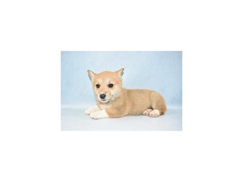 In answer to the most commonly asked question, yes, we do on occasion have pembroke welsh corgi puppies for sale. Pembroke Welsh Corgi-DOG-Female-Red-2517988-Petland ...