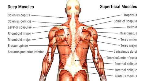 Since the all the back muscles originate in embryo (fetus) form by origin: Pulled Back Muscles And Joint Irritation - Orchard Health ...