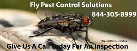 A fogger would be a better if you have a larger area to treat. Fly Killer | Flies Exterminator | House Flies | Drain Flies