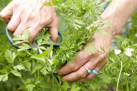 Cilantro, the leaf of the coriandrum sativum plant, is an herb that is widely consumed globally and has purported health benefits ranging from antibacterial to anticancer activities. How to Grow Cilantro/Coriander