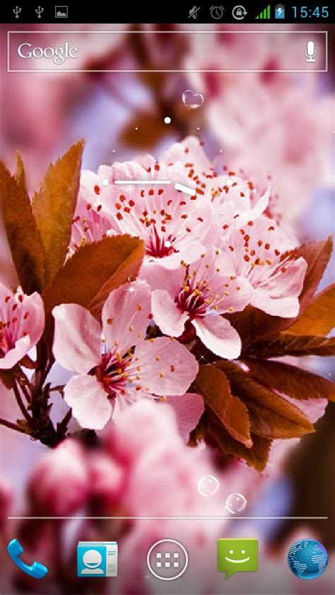 Gambar bunga sakura di korea bunga sakura ukuran besar hd. Wow 13+ Gambar Bunga Sakura Yang Indah - Gambar Bunga HD