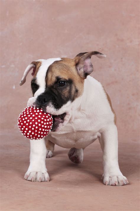 The most honest dog breed review you'll ever find about english bulldog temperament, training, personality, behavior, pros and cons. 8 Medium-sized Dogs That are Actually Very Good With Children