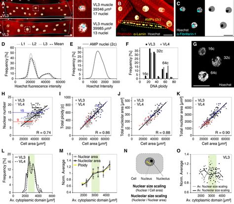 The muscles are meaningless trope as used in popular culture. Muscle Nuclei Establish Precise Global Scaling with Cell ...