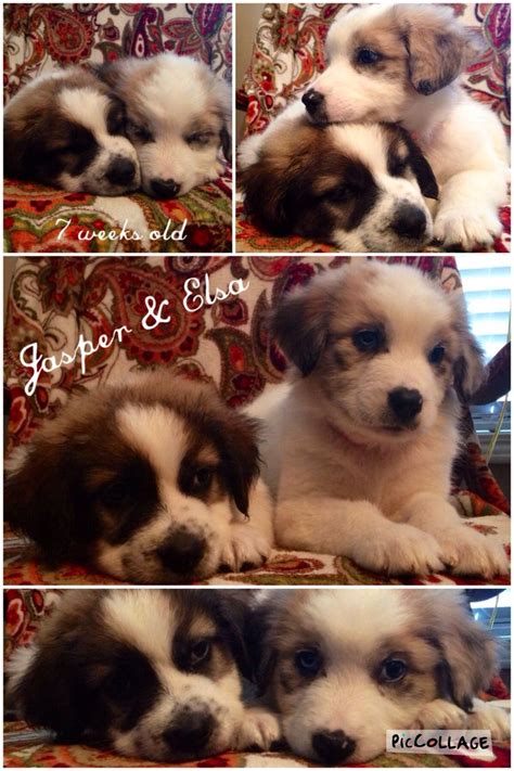 Facts/information | how to train your dog. St Bernard & Australian Shepherd Mix -Jasper & Elsa 7 ...