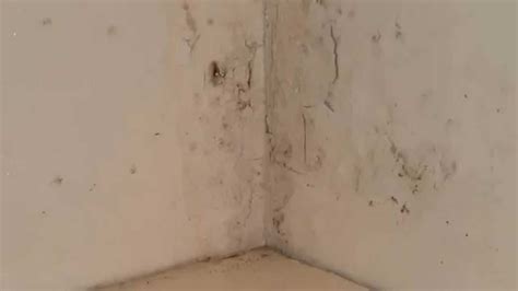 Hoe schimmels verwijderen van de voegen in uw badkamer? Schimmel in de badkamer, schimmel badkamer plafond ...