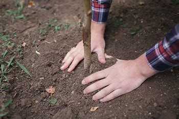 Ist der lehm feucht, ist er leicht formbar. Lehmiger Boden im Garten - was tun? » Das Gartenpflegeportal