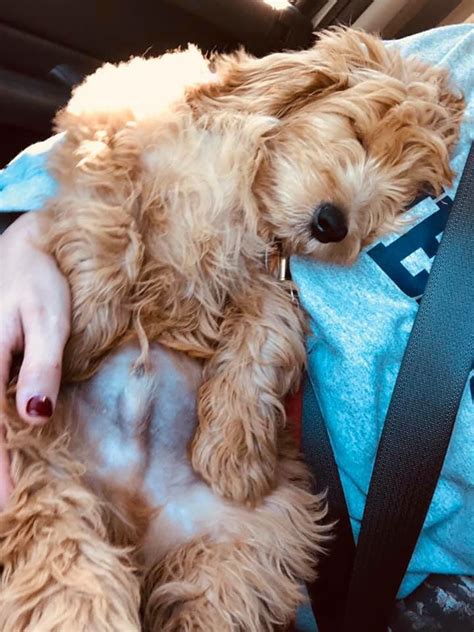 Goldendoodles are the perfect family pet, combining the elegant yet silly nature of the poodle with the friendly and social behavior of the golden retriever. Goldendoodle Puppies For Sale California Craigslist