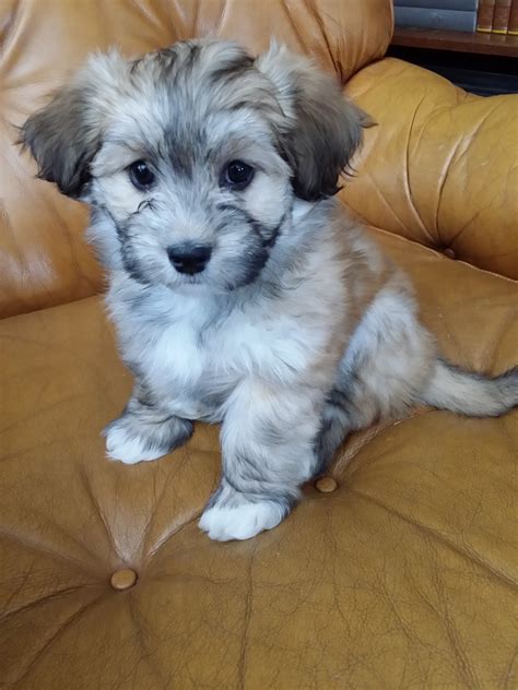 Browse search results for free puppies pets and animals for sale in bozeman, mt. Bozeman now lives in Montana. He has kids to play with. | Puppies, Havanese puppies, Cute puppies