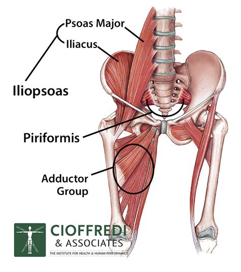 These muscles get a lot of use, and can be injured easily. Iliopsoas Diagram WEB - Cioffredi & AssociatesCioffredi ...