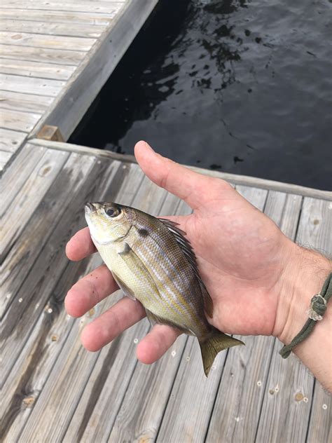 Cancel culture also represents the rejection of empirical data and academic freedom. What type of fish is this little guy? Caught in a brackish ...