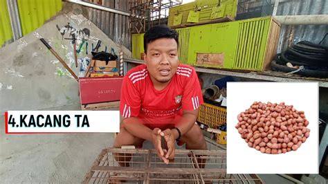 We did not find results for: PAKAN TERBAIK UNTUK BURUNG DARA DAN MANFAAT NYA - YouTube